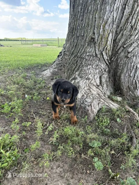 Bruno – Bernese Mountain Dog, Rottweiler puppy for sale in Sheffield, IL