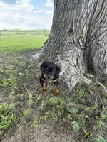 Bruno, a male Bernese Mountain Dog and Rottweiler for sale in Sheffield, IL – 2 of 5
