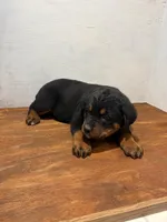 Tia, a female Bernese Mountain Dog and Rottweiler for sale in Tampico, IL – Photo 1 of 5