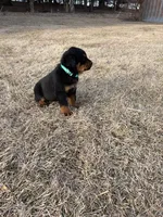 Tia, a female Bernese Mountain Dog and Rottweiler for sale in Tampico, IL – Photo 2 of 5