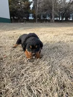 Tia, a female Bernese Mountain Dog and Rottweiler for sale in Tampico, IL – Photo 4 of 5