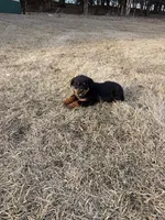Tia, a female Bernese Mountain Dog and Rottweiler for sale in Tampico, IL – Photo 3 of 5