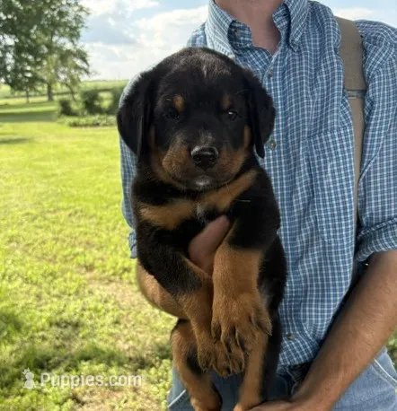 Bruno – Bernese Mountain Dog, Rottweiler puppy for sale in Sheffield, IL
