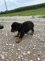 Princess, a female Bernese Mountain Dog and Rottweiler for sale in Tampico, IL – 4 of 5