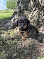 Oscar, a male Bernese Mountain Dog and Rottweiler for sale in Sheffield, IL – 4 of 4