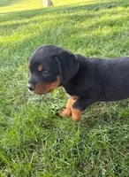 Daisy, a female Bernese Mountain Dog for sale in Sheffield, IL – 2 of 5