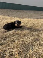 Buster, a male Bernese Mountain Dog and Rottweiler for sale in Tampico, IL – Photo 1 of 4