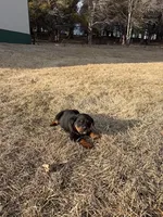 Buster, a male Bernese Mountain Dog and Rottweiler for sale in Tampico, IL – Photo 3 of 4