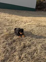 Buster, a male Bernese Mountain Dog and Rottweiler for sale in Tampico, IL – Photo 4 of 4