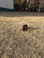 Buster, a male Bernese Mountain Dog and Rottweiler for sale in Tampico, IL – Photo 2 of 4