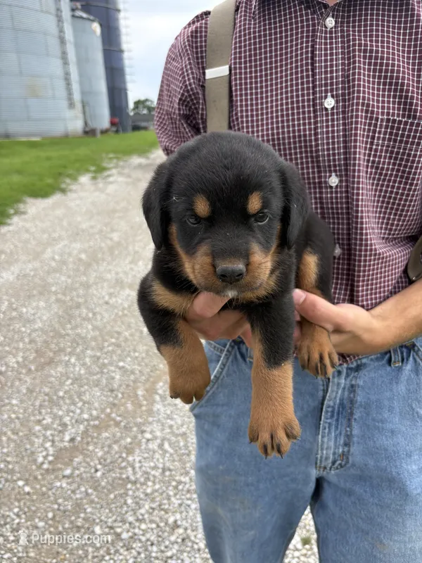 Roscoe – Bernese Mountain Dog, Rottweiler puppy for sale in Sheffield, IL