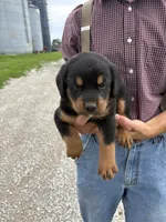 Roscoe, a male Bernese Mountain Dog and Rottweiler for sale in Tampico, IL – 2 of 5