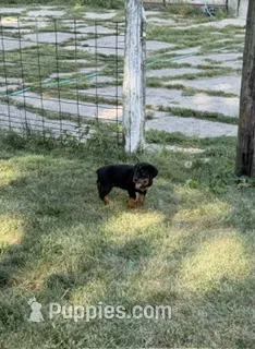 Gunner – Bernese Mountain Dog, Rottweiler puppy for sale in Sheffield, IL