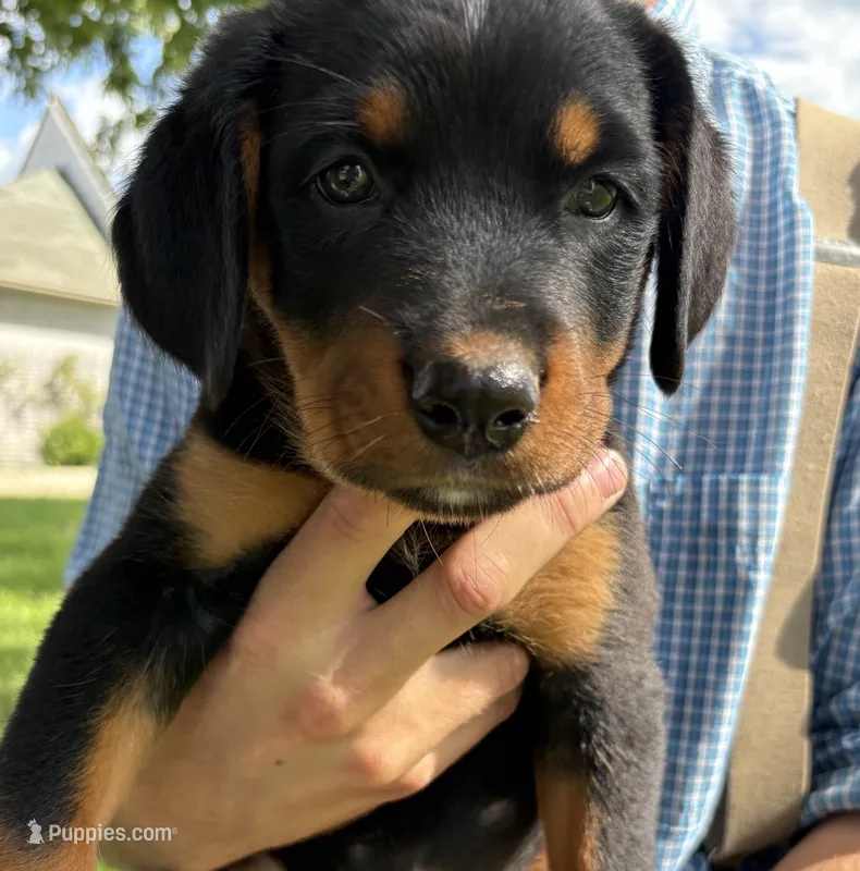 Princess – Bernese Mountain Dog, Rottweiler puppy for sale in Sheffield, IL