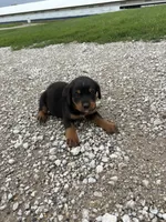 Princess, a female Bernese Mountain Dog and Rottweiler for sale in Tampico, IL – 3 of 5