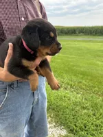 Roscoe, a male Bernese Mountain Dog and Rottweiler for sale in Tampico, IL – 5 of 5