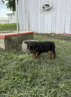 Bruno, a male Bernese Mountain Dog and Rottweiler for sale in Sheffield, IL – 4 of 5