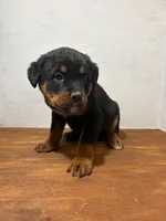 Rambo, a male Bernese Mountain Dog and Rottweiler for sale in Tampico, IL – Photo 1 of 3