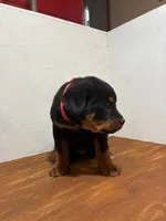 Rambo, a male Bernese Mountain Dog and Rottweiler for sale in Tampico, IL – Photo 3 of 3