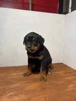 Rambo, a male Bernese Mountain Dog and Rottweiler for sale in Tampico, IL – Photo 2 of 3