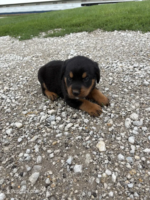 Roscoe – Bernese Mountain Dog, Rottweiler puppy for sale in Tampico, IL