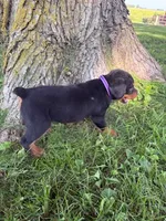 Daisy, a female Bernese Mountain Dog for sale in Sheffield, IL – 4 of 5