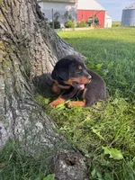 Roscoe, a male Bernese Mountain Dog and Rottweiler for sale in Sheffield, IL – 2 of 8