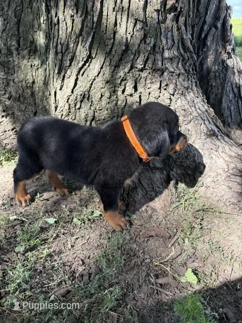 Oscar – Bernese Mountain Dog, Rottweiler puppy for sale in Sheffield, IL