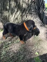 Oscar, a male Bernese Mountain Dog and Rottweiler for sale in Sheffield, IL – 1 of 4