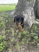 Bruno, a male Bernese Mountain Dog and Rottweiler for sale in Sheffield, IL – 3 of 5
