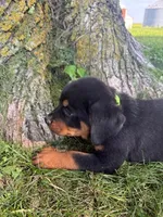 Leo, a male Bernese Mountain Dog and Rottweiler for sale in Sheffield, IL – 3 of 3