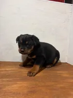 Gunner, a male Bernese Mountain Dog and Rottweiler for sale in Tampico, IL – Photo 6 of 6