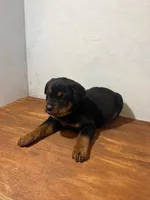 Gunner, a male Bernese Mountain Dog and Rottweiler for sale in Tampico, IL – Photo 1 of 6