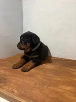 Gunner, a male Bernese Mountain Dog and Rottweiler for sale in Tampico, IL – Photo 5 of 6