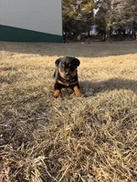 Gunner, a male Bernese Mountain Dog and Rottweiler for sale in Tampico, IL – Photo 4 of 6