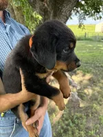 Oscar, a male Bernese Mountain Dog and Rottweiler for sale in Sheffield, IL – 2 of 4