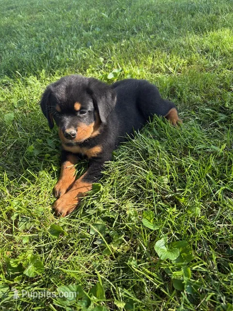 Leo – Bernese Mountain Dog, Rottweiler puppy for sale in Sheffield, IL