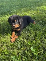 Leo, a male Bernese Mountain Dog and Rottweiler for sale in Sheffield, IL – 1 of 3