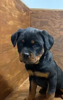 Princess, a female Rottweiler for sale in Tampico, IL – Photo 1 of 6