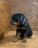 Princess, a female Rottweiler for sale in Tampico, IL – Photo 4 of 6