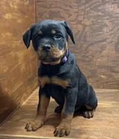 Princess, a female Rottweiler for sale in Tampico, IL – Photo 3 of 6