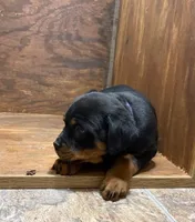Princess, a female Rottweiler for sale in Tampico, IL – Photo 5 of 6
