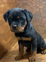Princess, a female Rottweiler for sale in Tampico, IL – Photo 2 of 6