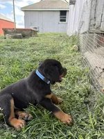 Bruno, a male Bernese Mountain Dog and Rottweiler for sale in Sheffield, IL – 5 of 5