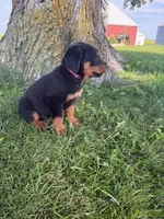 Roscoe, a male Bernese Mountain Dog and Rottweiler for sale in Sheffield, IL – 8 of 8