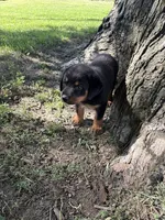 Oscar, a male Bernese Mountain Dog and Rottweiler for sale in Sheffield, IL – 3 of 4