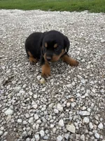 Roscoe, a male Bernese Mountain Dog and Rottweiler for sale in Tampico, IL – 3 of 5
