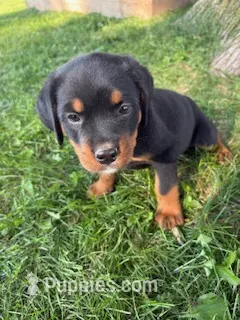 Daisy – Bernese Mountain Dog puppy for sale in Sheffield, IL