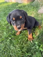 Daisy, a female Bernese Mountain Dog for sale in Sheffield, IL – 1 of 5