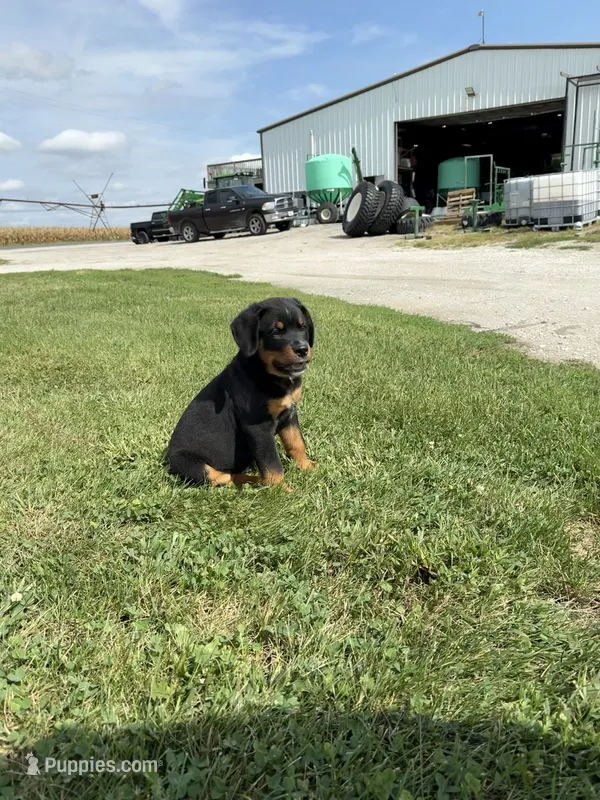 Gunner – Bernese Mountain Dog, Rottweiler puppy for sale in Sheffield, IL